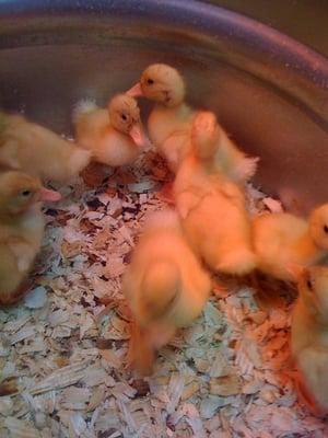 Baby ducks