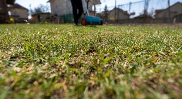 Green and Clean Moss Removal