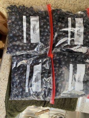 6 pints of blueberries, washed, bagged and ready for the freezer