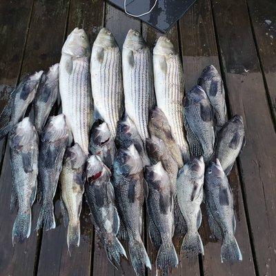 Stripers and black bass