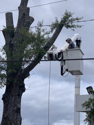 Removal large oak tree