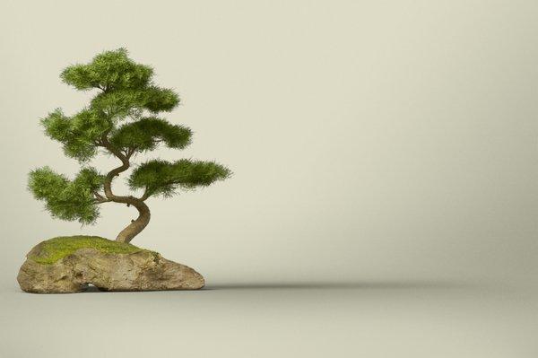 The Fike Shway Discipline - Bonsai Marketing - Digital Marketing