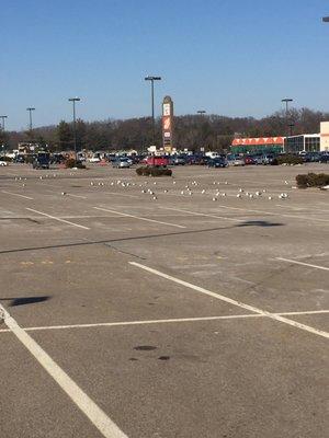 Bristol Place Shopping Center -- 1270 Newport Avenue / Route 1A, South Attleborough                    Seagull Flock?