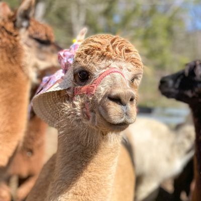 Melina the alpaca in her Sunday best.