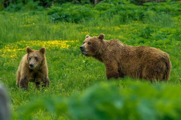 Brown bears from a wildlife photography tour.