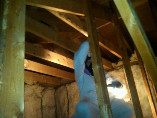 Mold Remediation in Attic