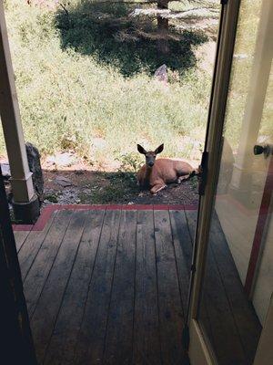 Friendly deer by the back porch.