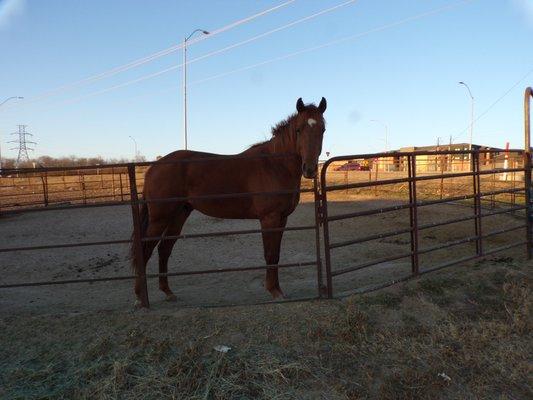 Another one of the round pens