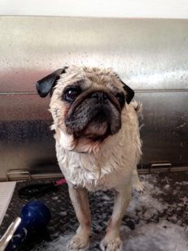 A pug in the tub!