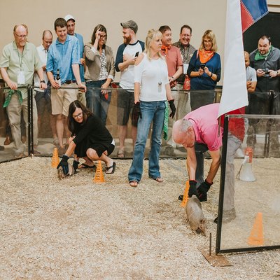 Armadillo racing at Imagen Venues