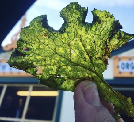 Kale Chips