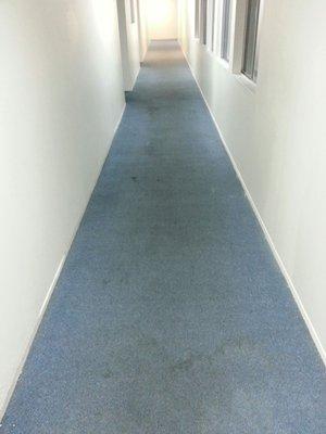 Stains on common area hallway carpet