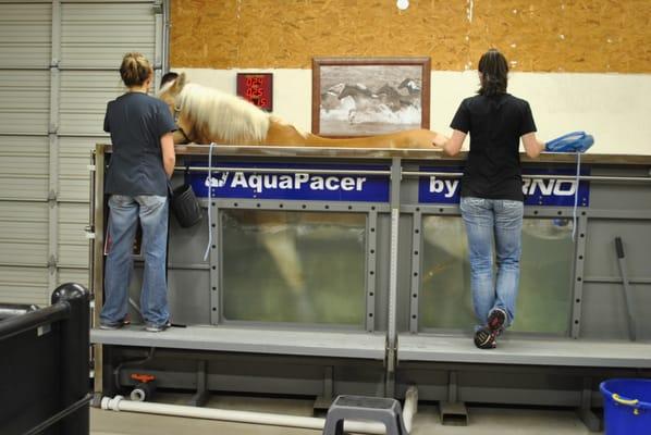 Underwater treadmill therapy for horses