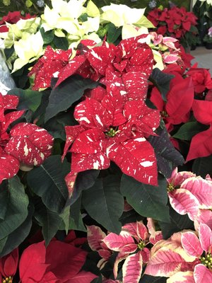 Poinsettias galore!