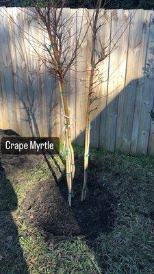 Crape myrtle