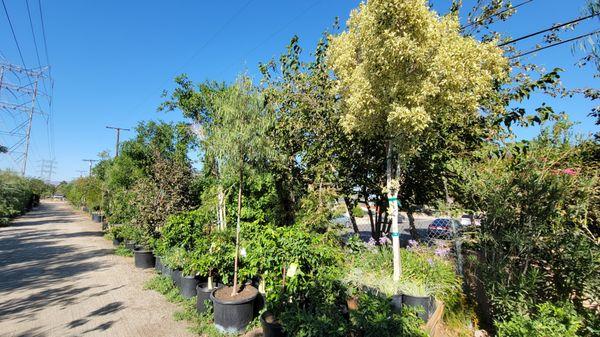 Fruit trees