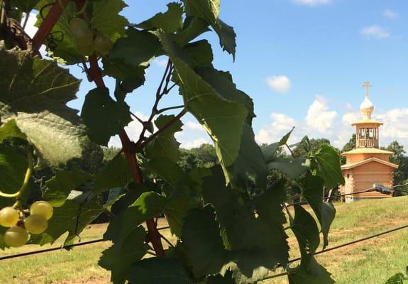 No product has a closer relationship to its raw material than wine does it to its vineyard, and at Russian Chapel Hills Winery.