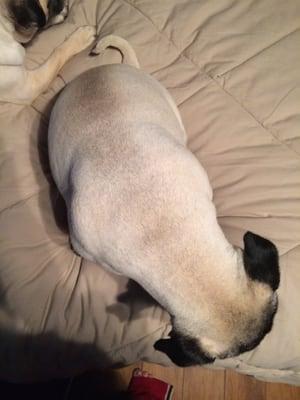 Shaved blind pug. :)