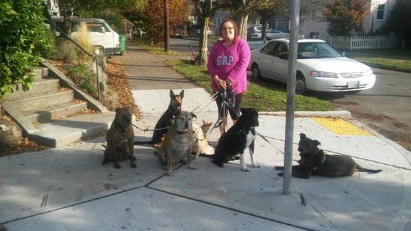 Pack walk with 7 compatible dogs.