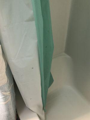 Moldy shower curtain