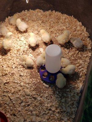 Baby chickens in store