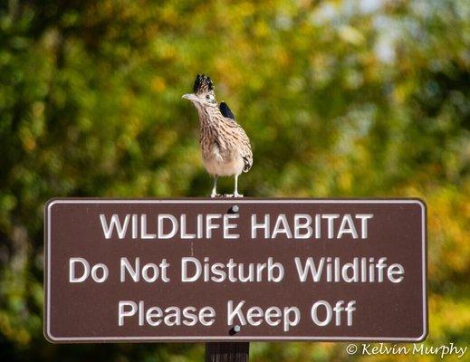 Roadrunner taking the high ground.