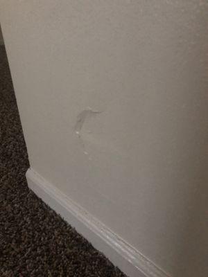 Multiple dens in walls poorly covered