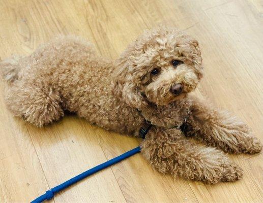 He blends in with the floor color!