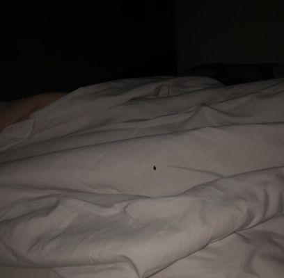 Bed Bugs