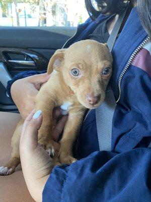 The day we picked him up. He was a bit nervous but hours later he was so happy