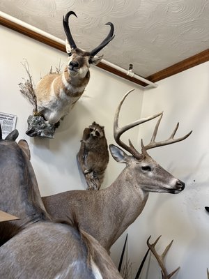 Petrick Taxidermy