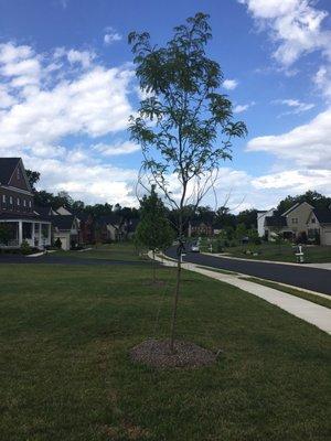 Dying tree #2.