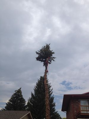 Dropping a tall pine tree. One of our favorite trees to spike!