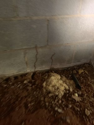 Termite tunnels