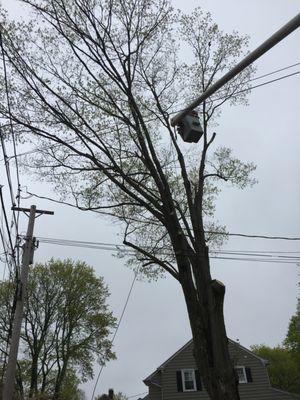 Harmony and Sons Tree Service