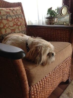 Chewy chillin out after a fun day at Rin Tin Inn kennels