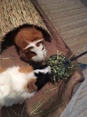 Piggies eating their hay from a hanging hay/treat ball from One Stop Pet Shop