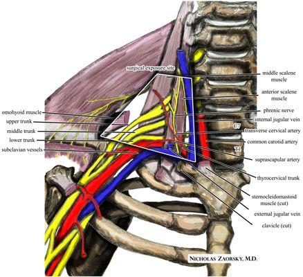 Thoracic Outlet Syndrome is a term describing compression at the neck and upper chest area. If you have any questions, call (310)-652-6060.