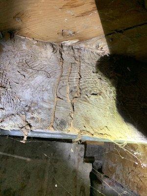 Old termite damage.