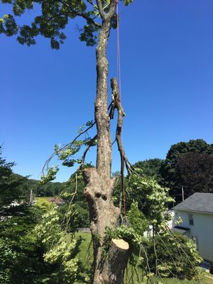 All Terrain Tree Removal