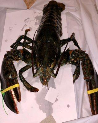 A nice one! 3.7 pounds. Happy New Year!  Safe travels! Large lobster tank with all sizes.