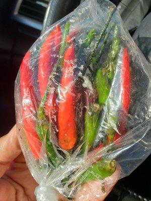 Thai chilies