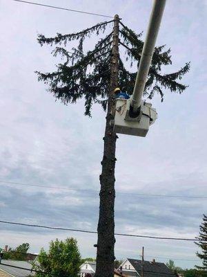 Green View Tree Service