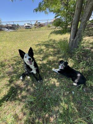 Enjoying some playtime in the grass area.