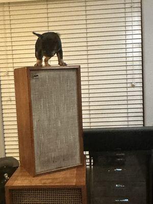 TT standing on top of a Woofer!