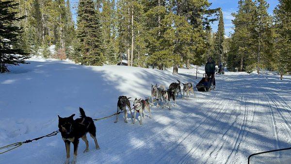 Dog sleds! So fun!