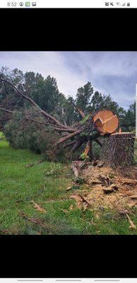 tree removal houston