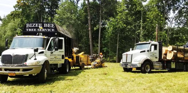 Bizee Bee Tree Service