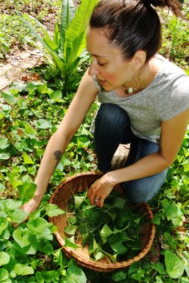 Harvesting Violet Leaf