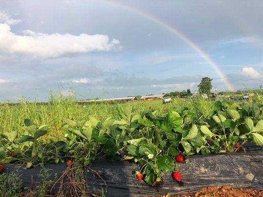 Strawberry Field in season